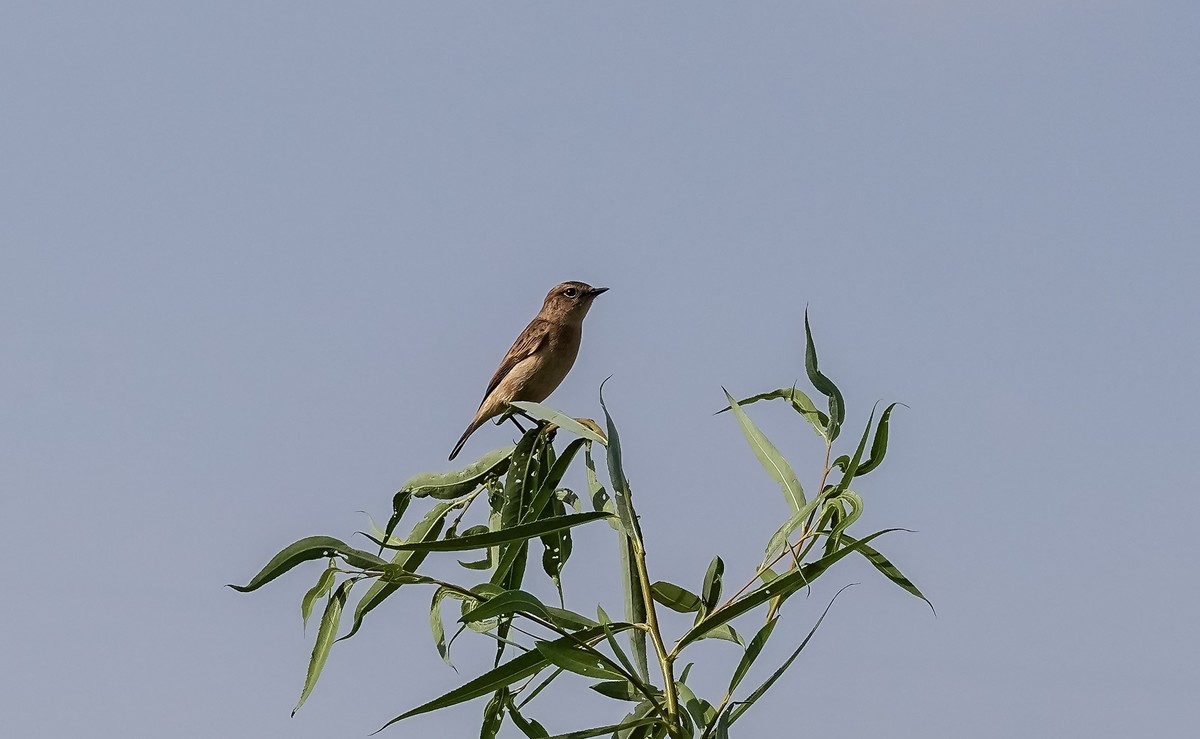 兰州黄河边拍的黑喉石鵖