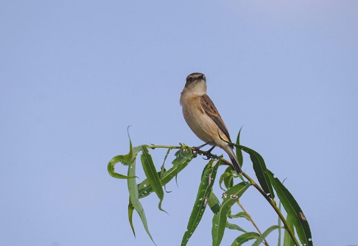 兰州黄河边拍的黑喉石鵖