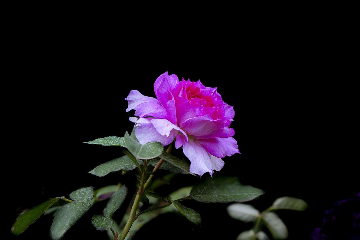 百花园（74）-----极品月季