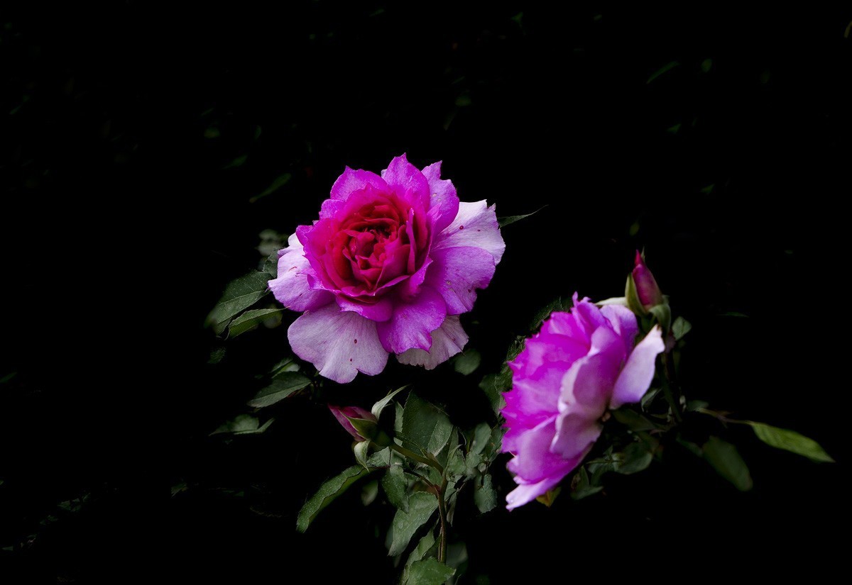 百花园（74）-----极品月季