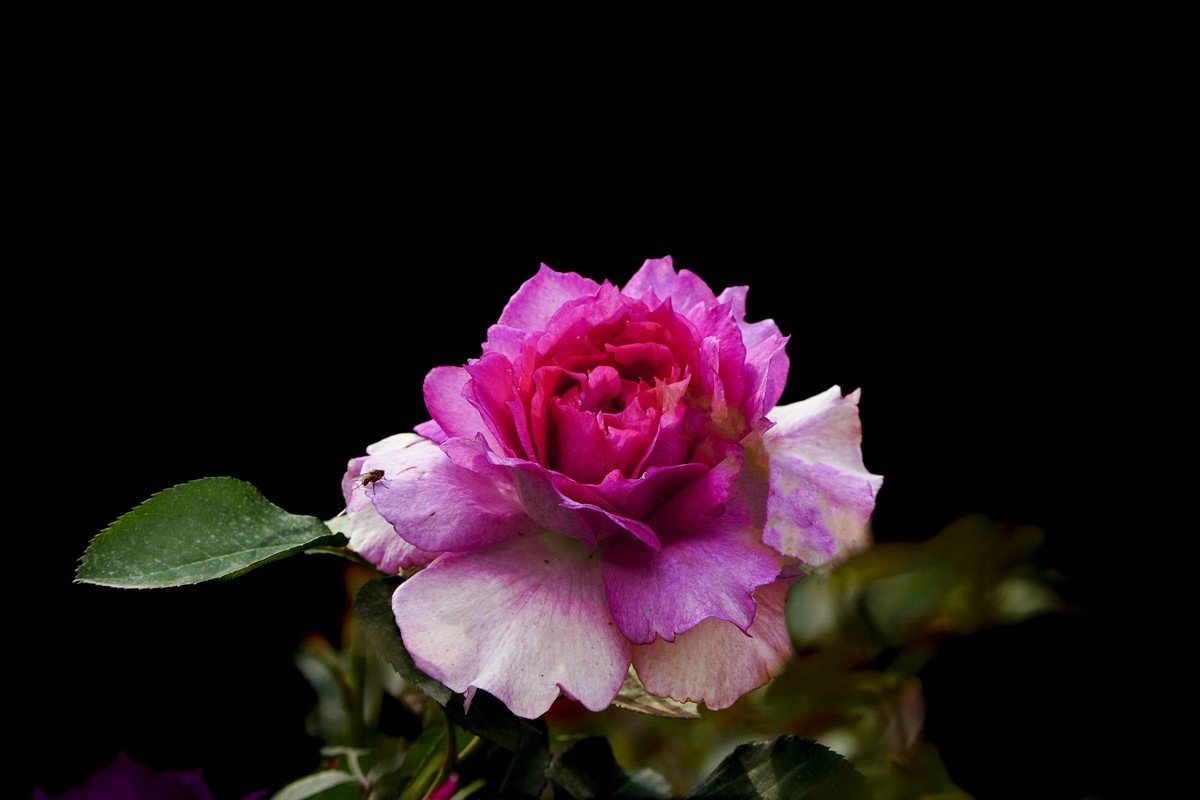 百花园（74）-----极品月季