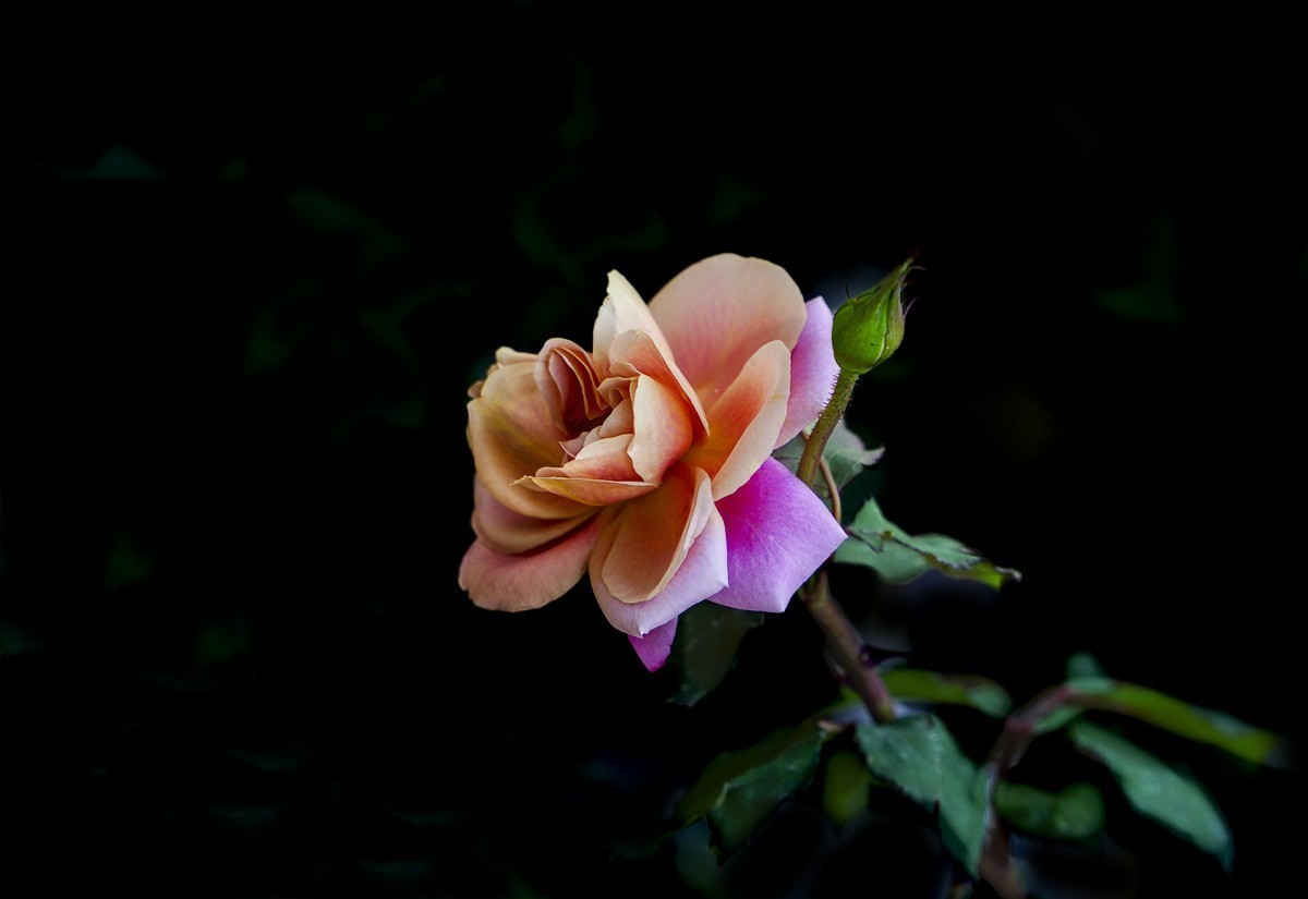 百花园（74）-----极品月季