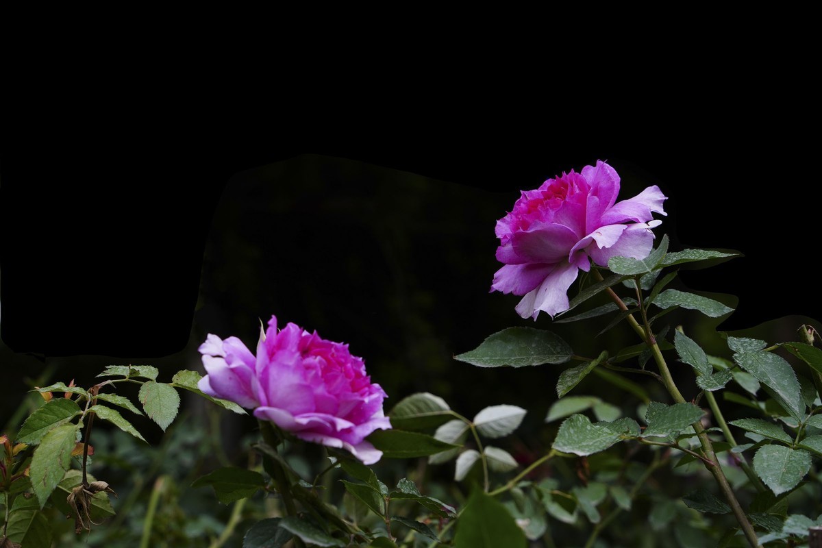 百花园（74）-----极品月季