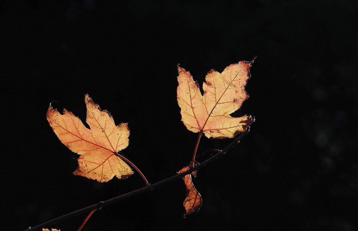技术讨论帖《别把前妻（前期）忘了！她是提升画面效果的有效办法》尤其是拍树叶花草