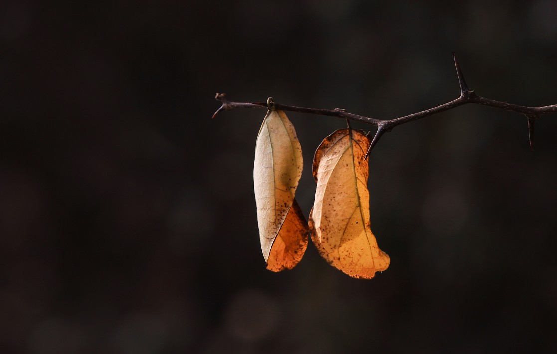 技术讨论帖《别把前妻（前期）忘了！她是提升画面效果的有效办法》尤其是拍树叶花草