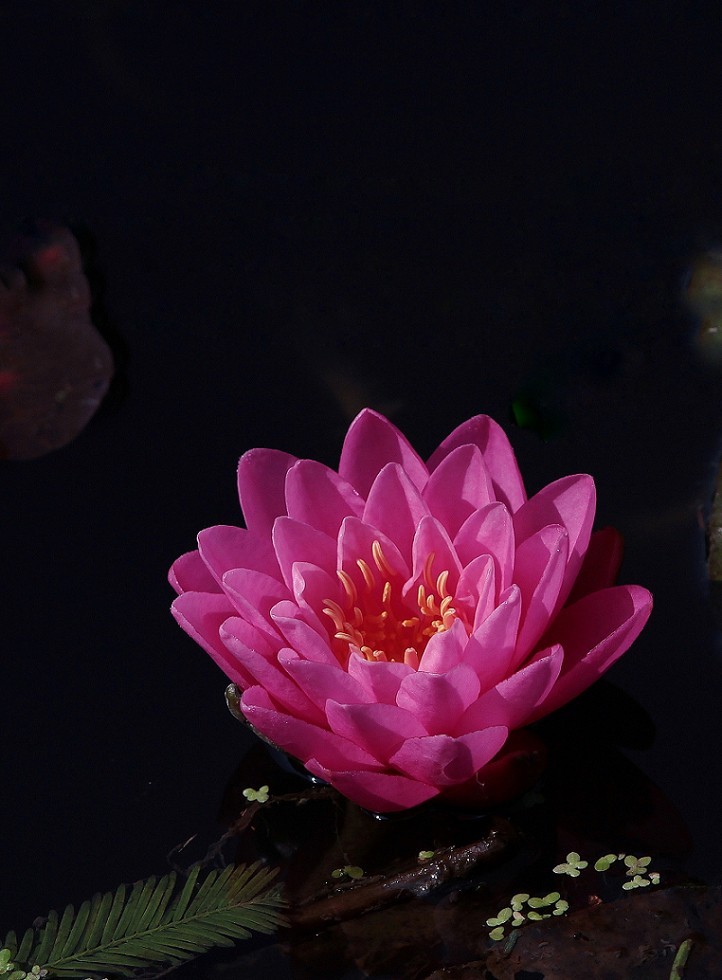 技术讨论帖《别把前妻（前期）忘了！她是提升画面效果的有效办法》尤其是拍树叶花草