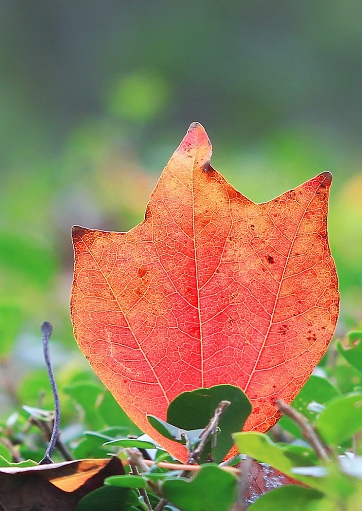 技术讨论帖《别把前妻（前期）忘了！她是提升画面效果的有效办法》尤其是拍树叶花草