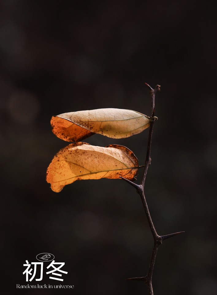 技术讨论帖《别把前妻（前期）忘了！她是提升画面效果的有效办法》尤其是拍树叶花草