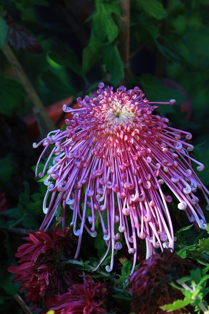 技术讨论帖《别把前妻（前期）忘了！她是提升画面效果的有效办法》尤其是拍树叶花草