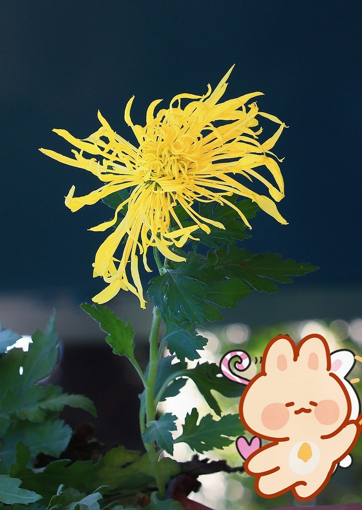 技术讨论帖《别把前妻（前期）忘了！她是提升画面效果的有效办法》尤其是拍树叶花草