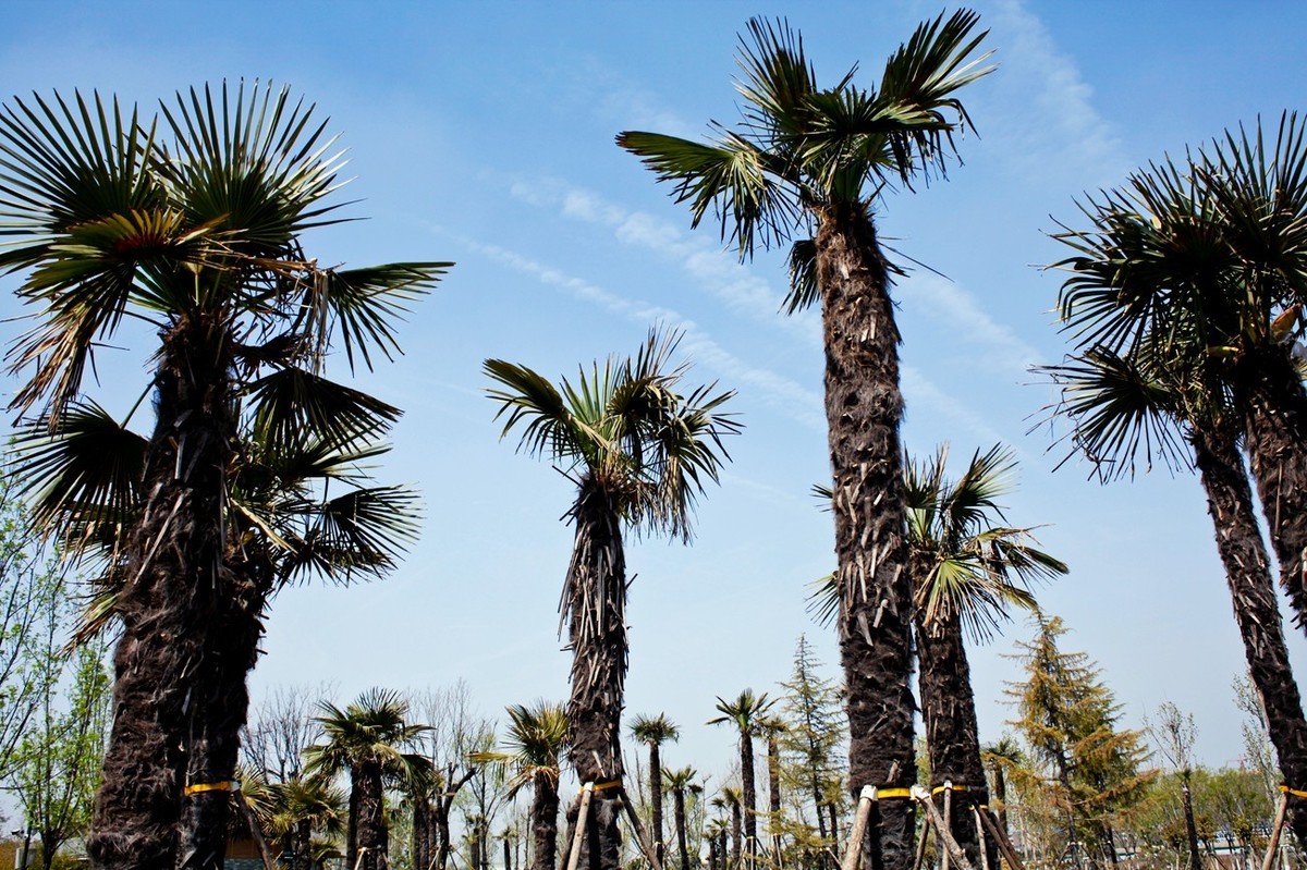 沧海桑田——钢城的变迁 （二）