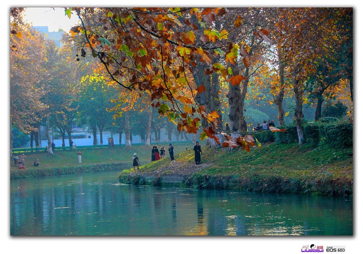 成都沙河梧桐(A)