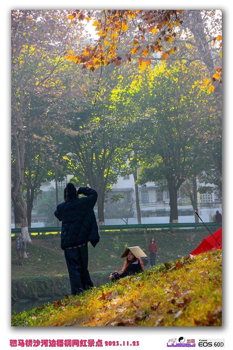 成都沙河梧桐(A)