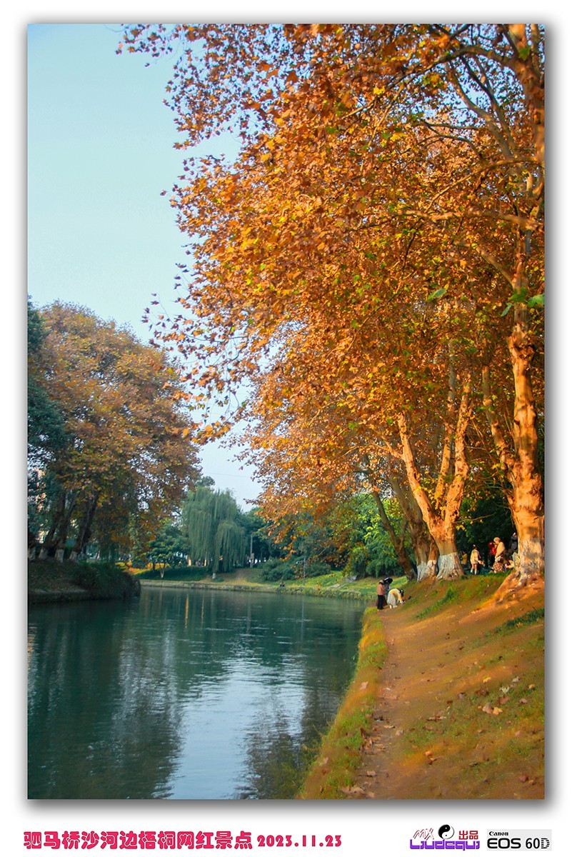 成都沙河梧桐(A)