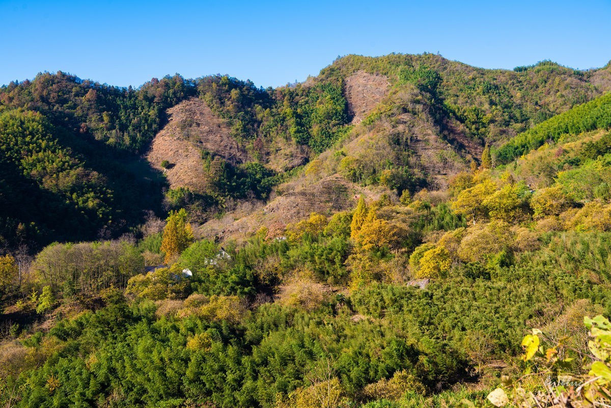 秋游天目山（四）