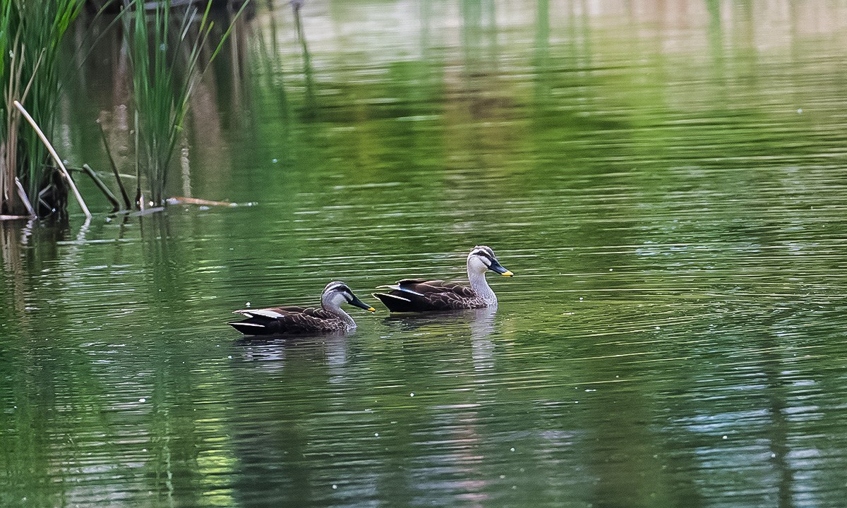 烟台黄金河随拍