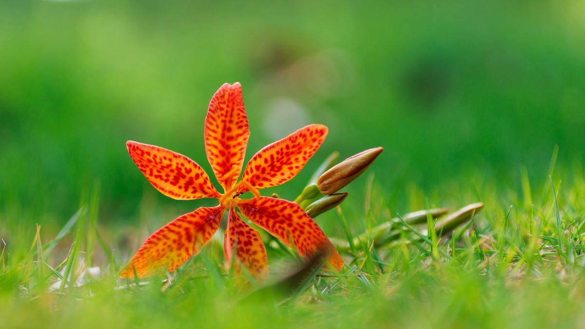 蚁恋花