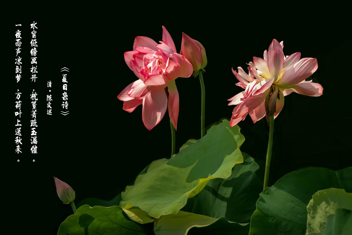 (又是一年荷花开)《夏日杂诗》 清·陈文述