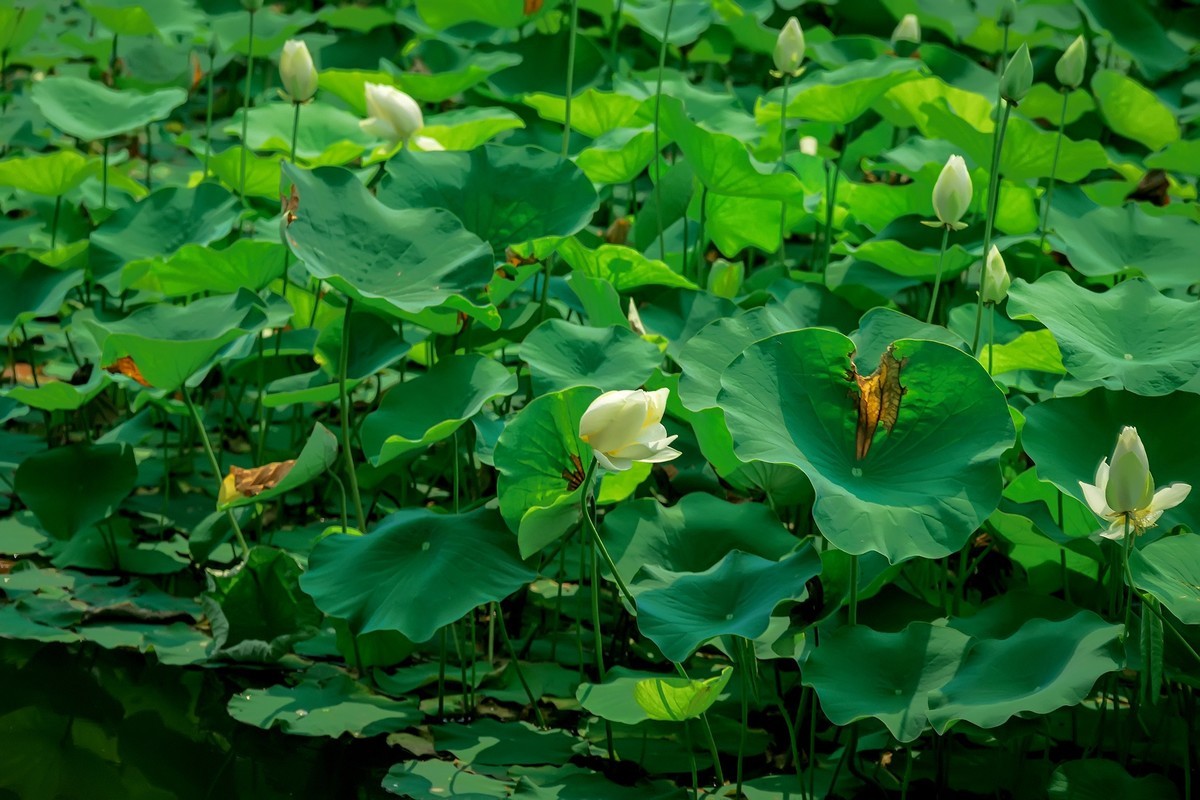 （又是一年荷花开）《夏日杂诗》   清·陈文述