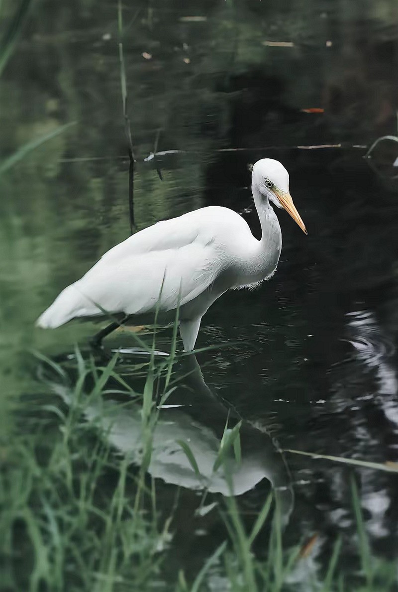 西湖公园白鹭[高速连拍]