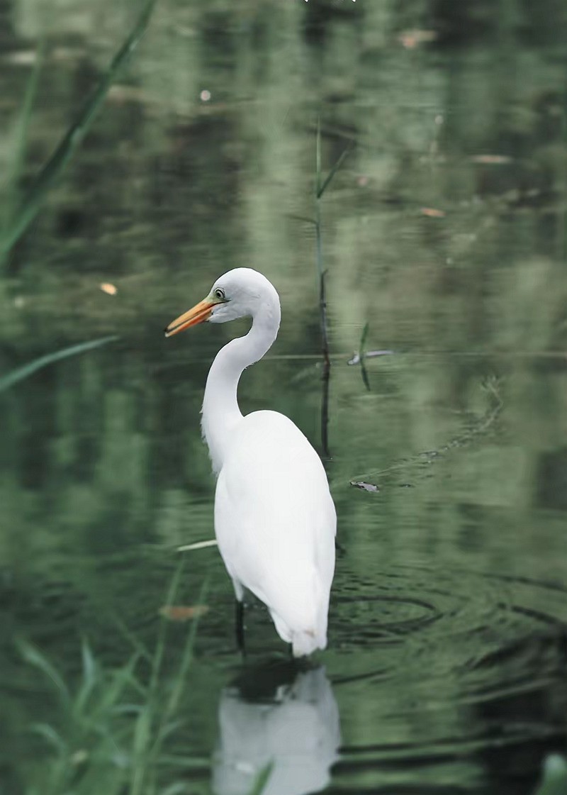 西湖公园白鹭[高速连拍]