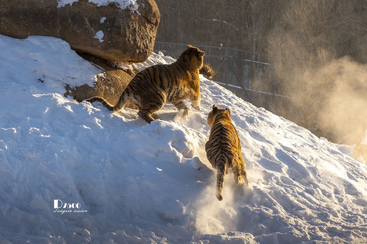 东北虎林园（48）