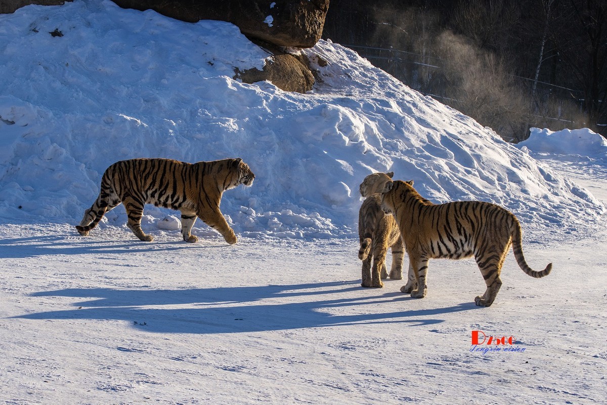 东北虎林园（48）