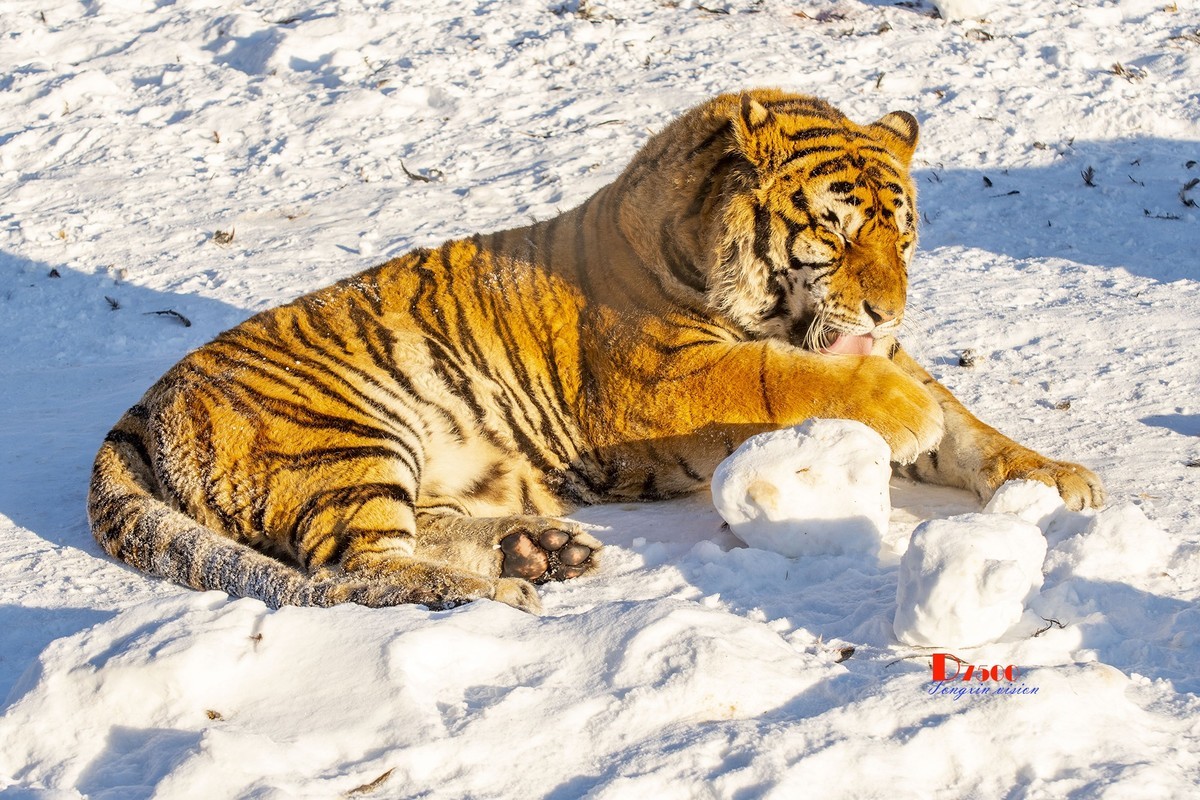 东北虎林园（48）