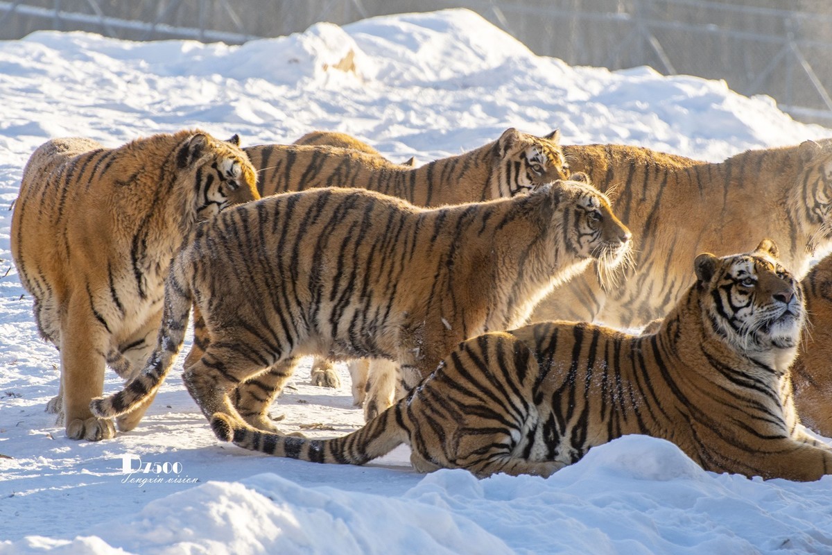 东北虎林园（48）