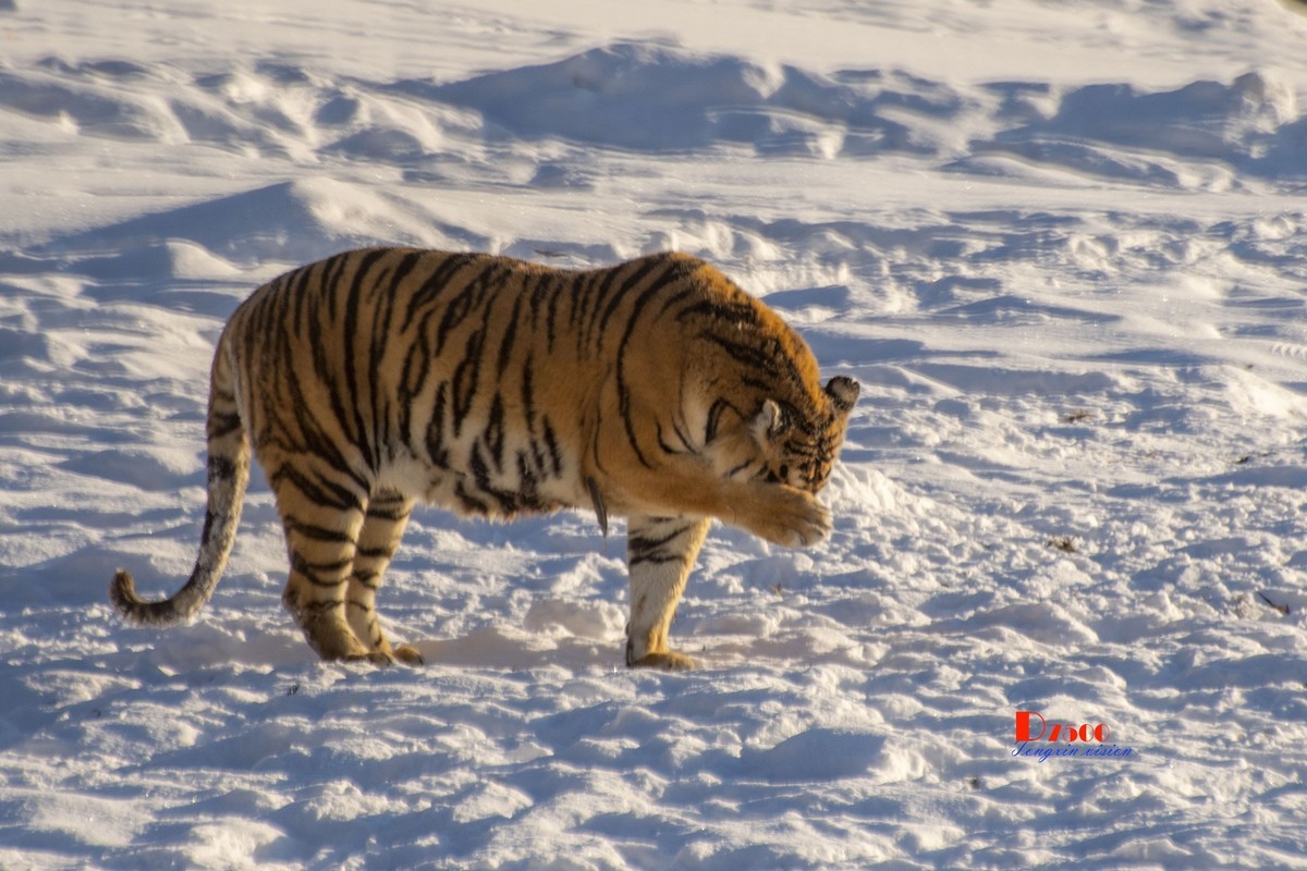 东北虎林园（48）