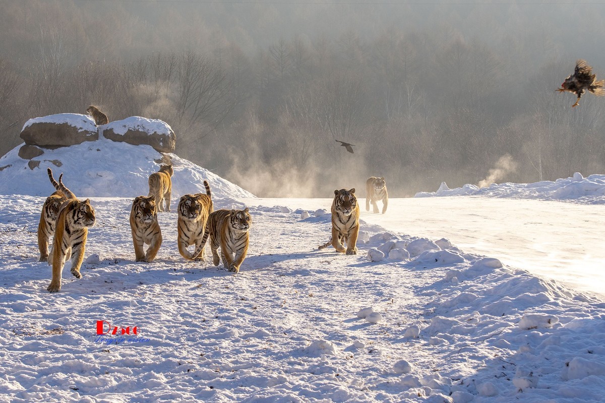 东北虎林园（48）
