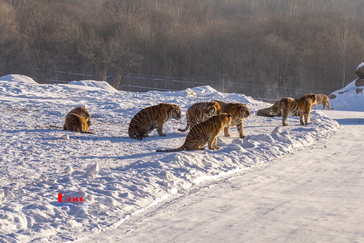 东北虎林园（48）