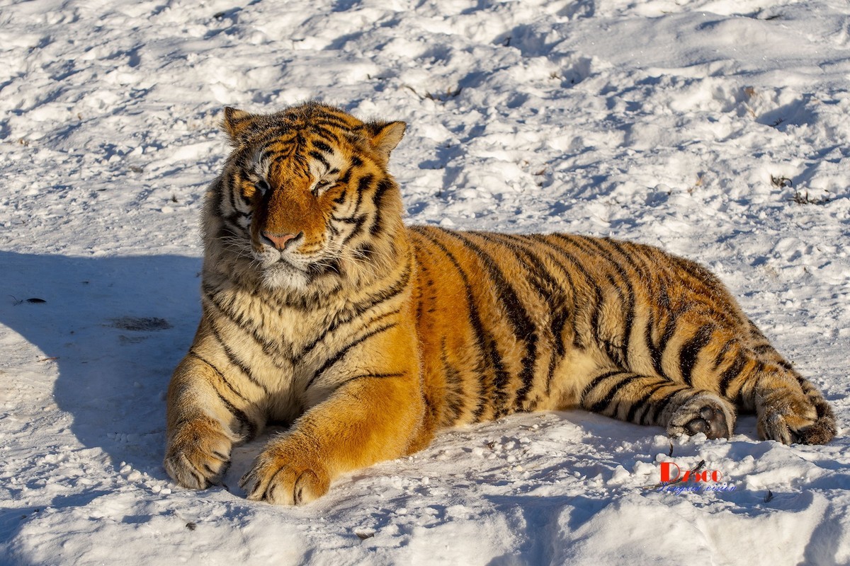 东北虎林园（48）