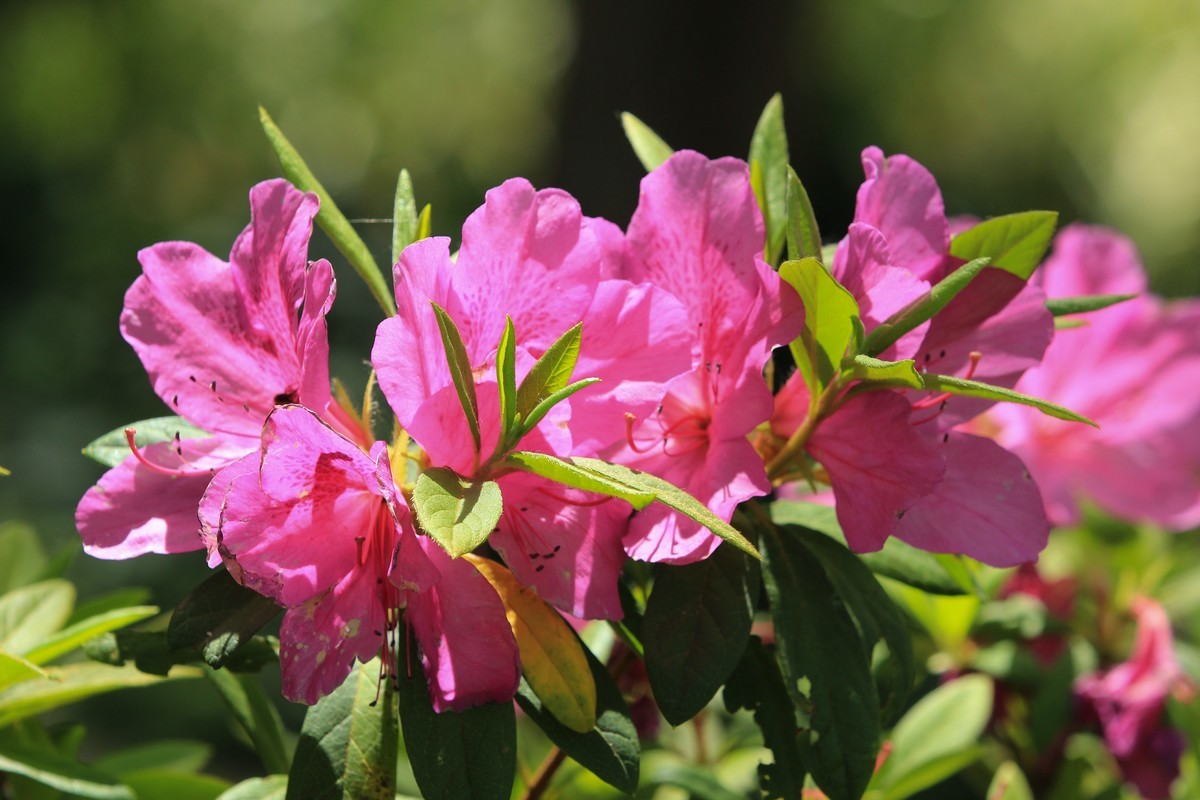 拍摄花卉一（555）