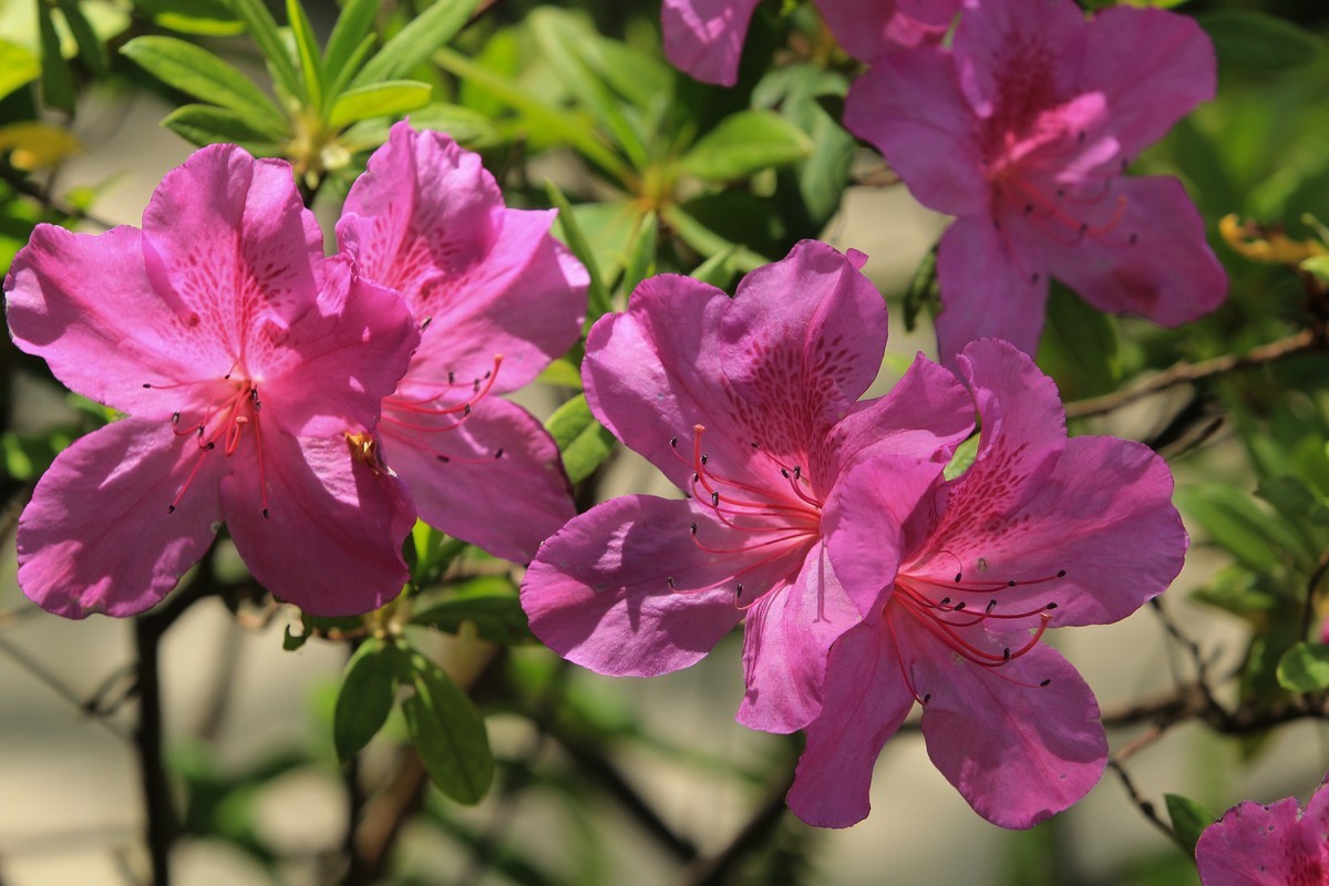 拍摄花卉一（555）