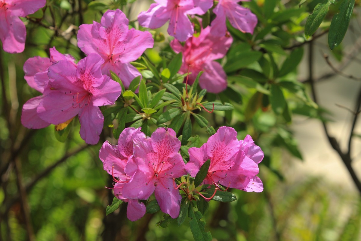 拍摄花卉一（555）