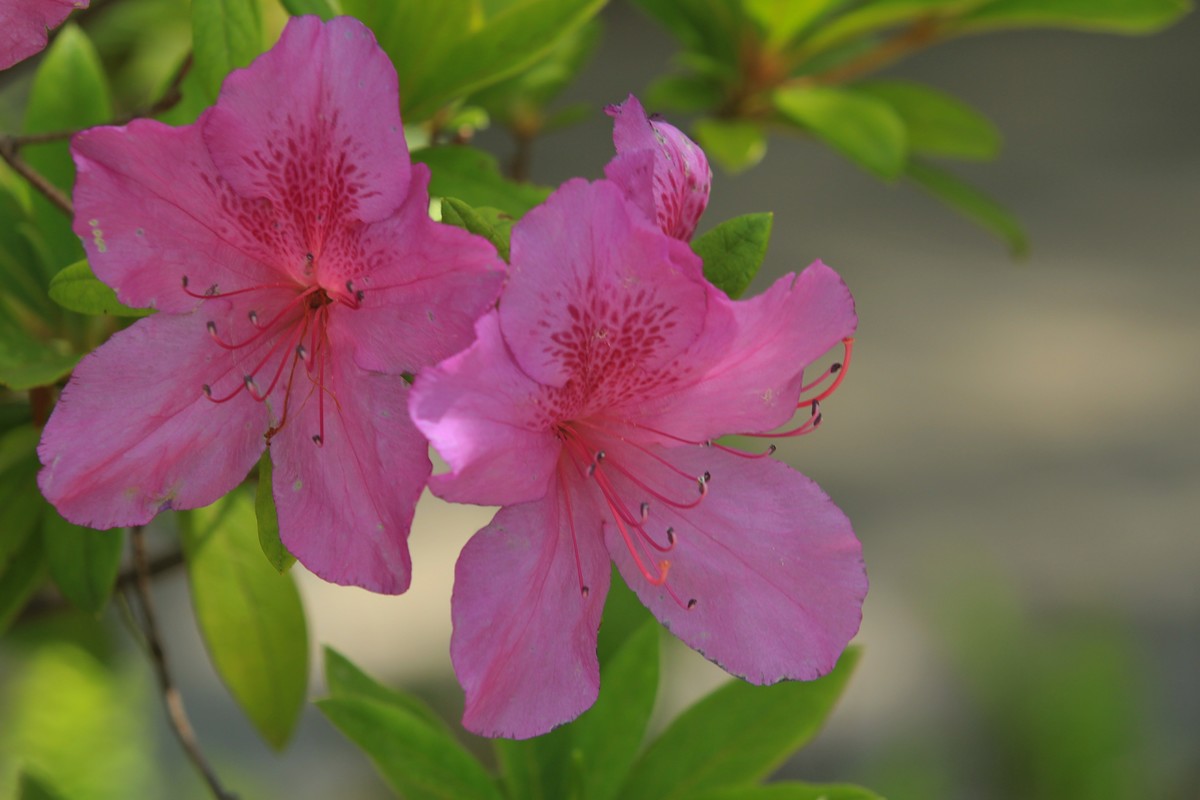 拍摄花卉一（555）