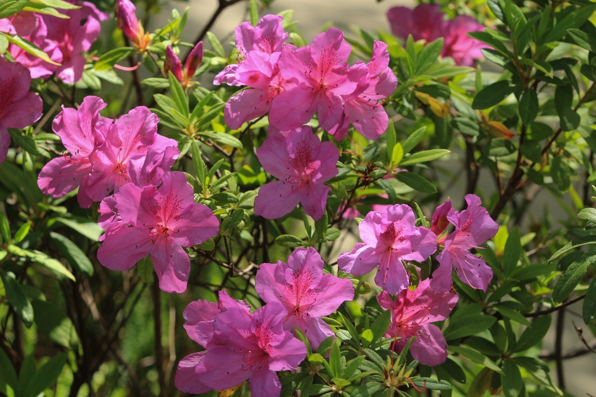 拍摄花卉一（555）