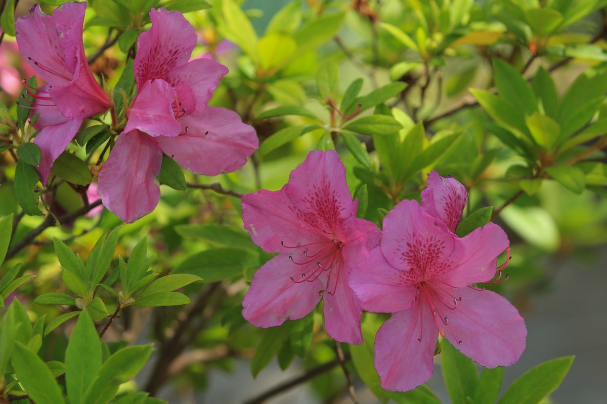 拍摄花卉一（555）