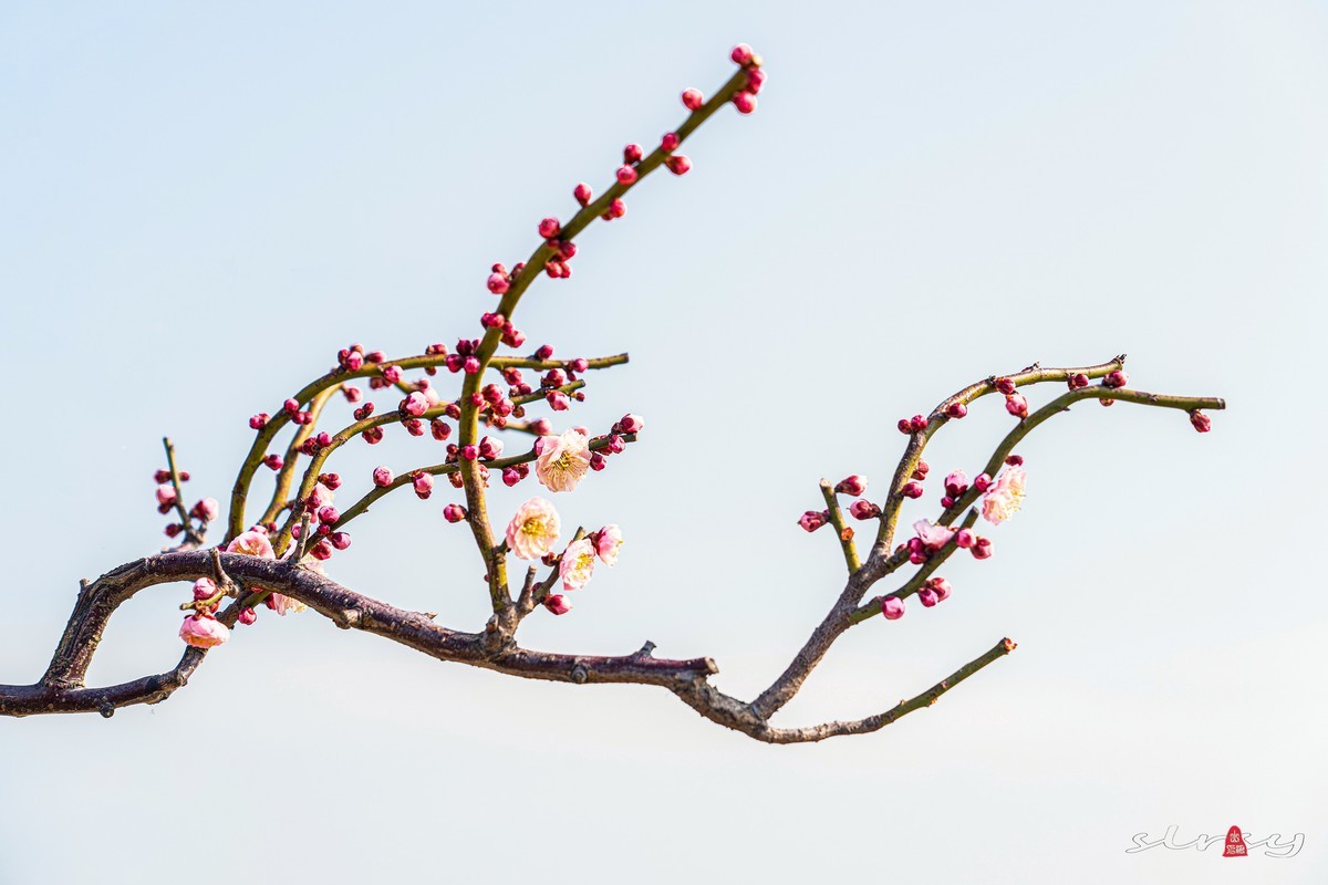 红 梅 赞（三）