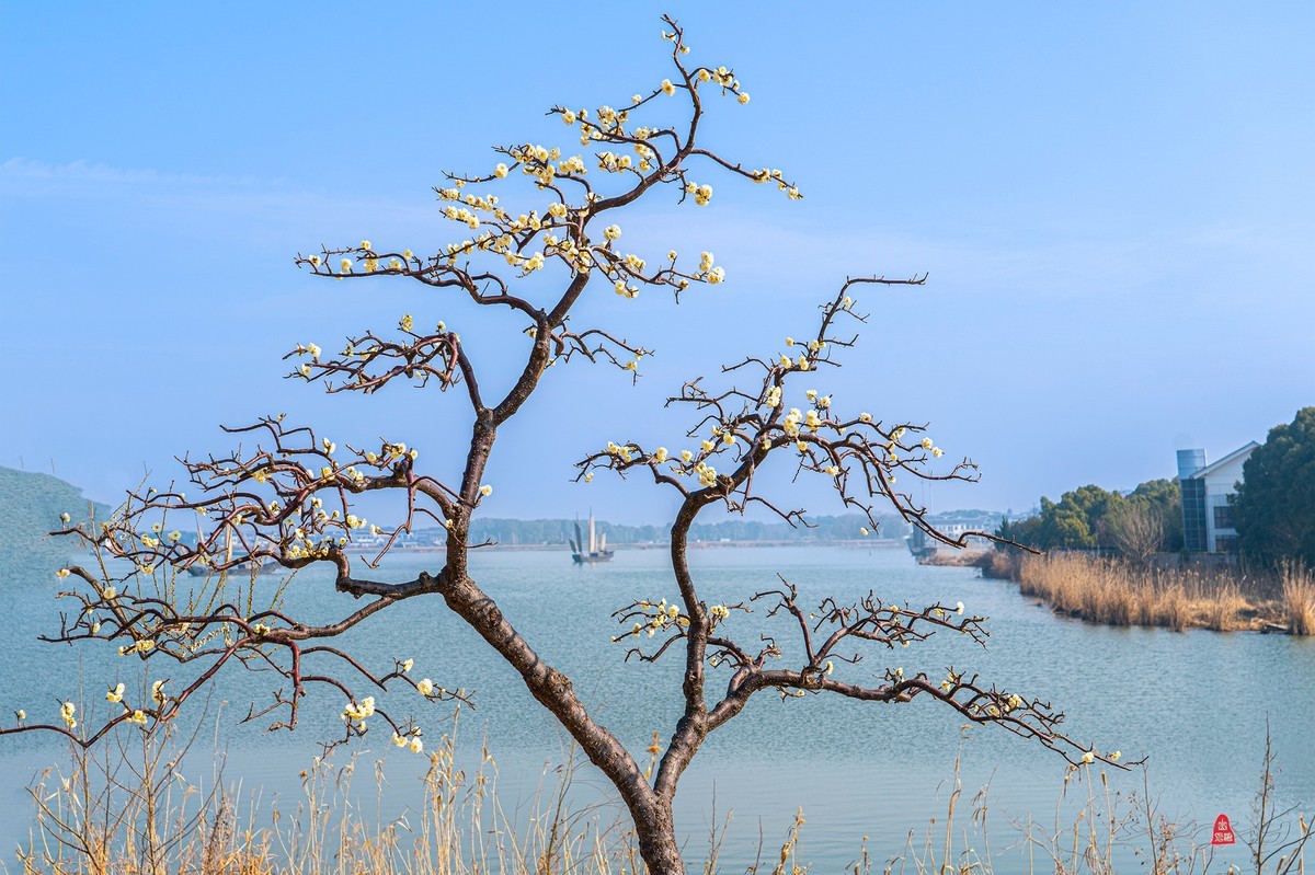 红 梅 赞（三）
