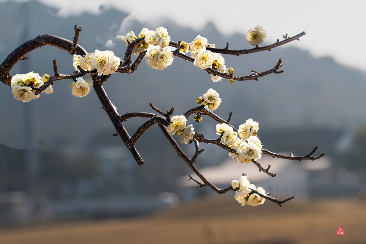 红 梅 赞（三）