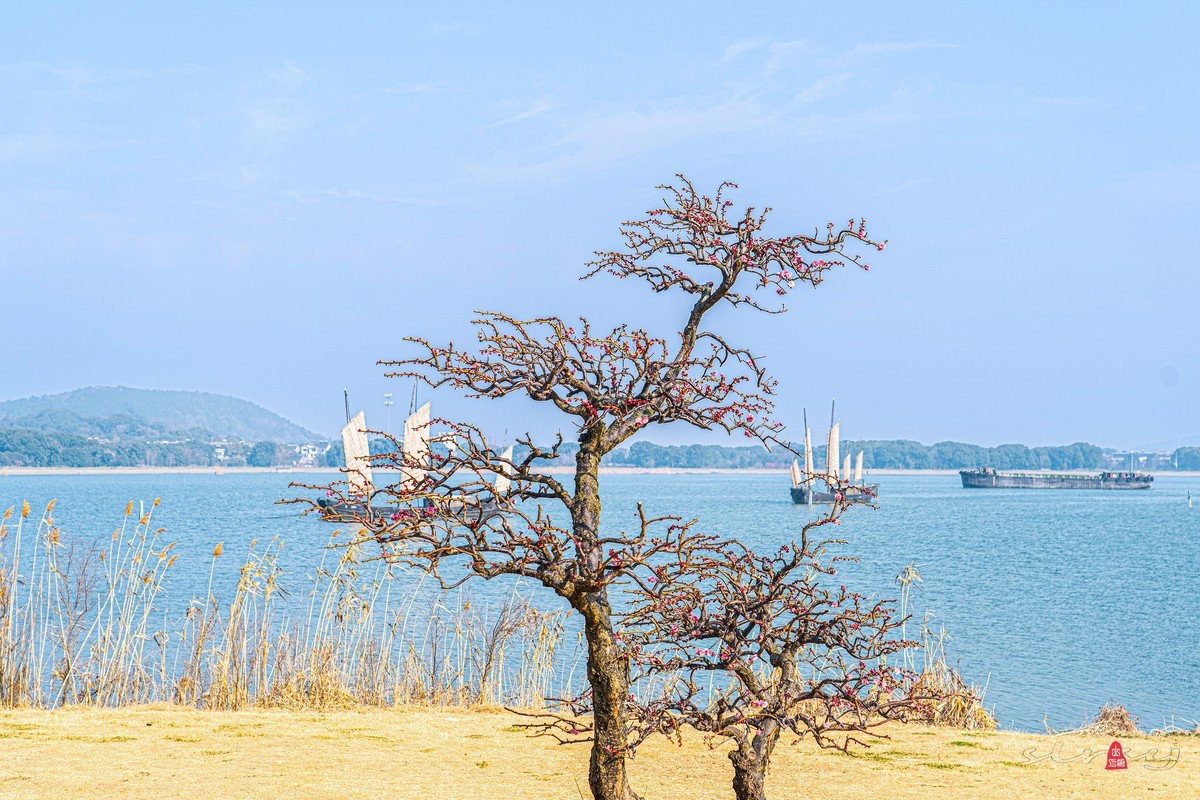 红 梅 赞（三）