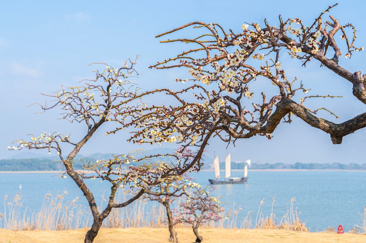 红 梅 赞（三）