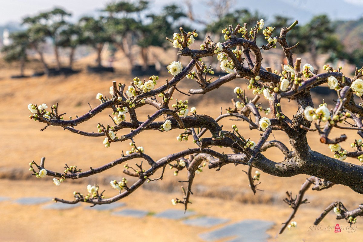 红 梅 赞（三）