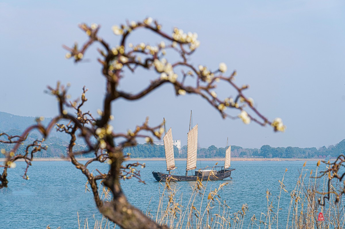 红 梅 赞（三）