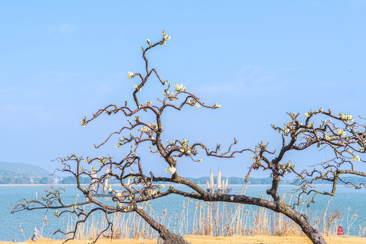 红 梅 赞（三）