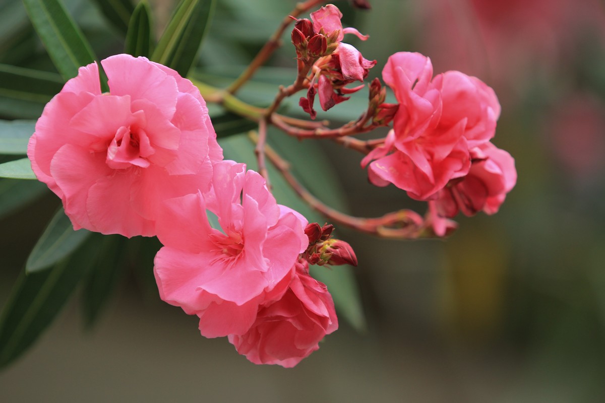 拍摄花卉一（581）