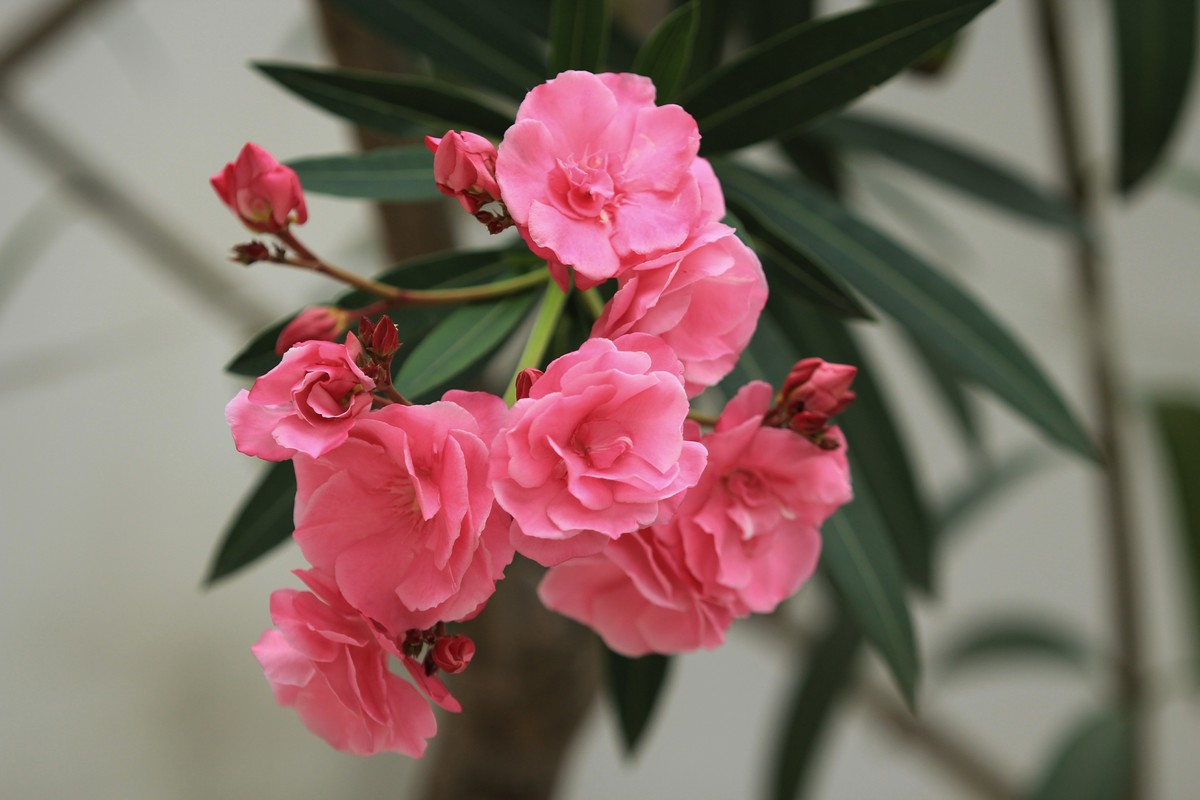 拍摄花卉一（581）