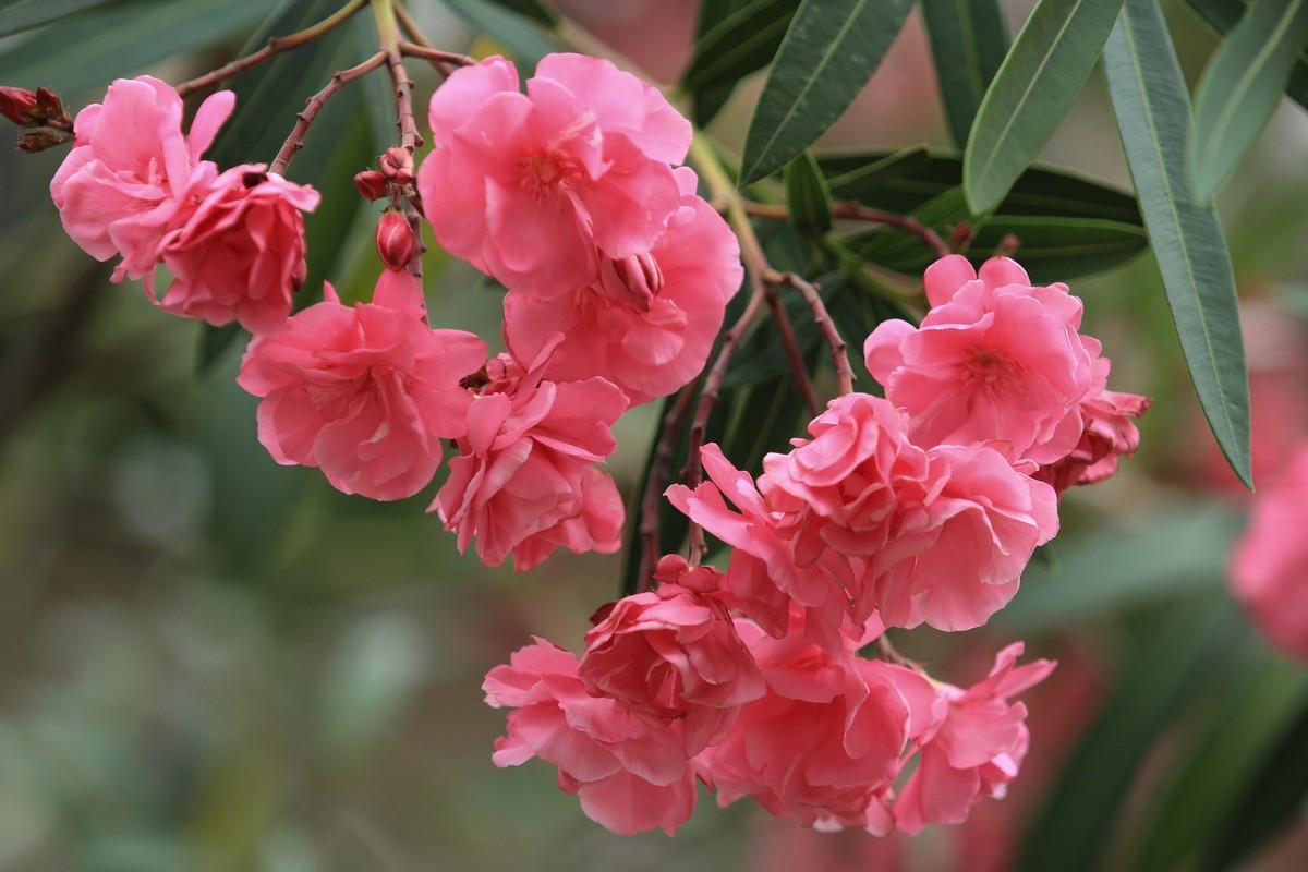 拍摄花卉一（581）